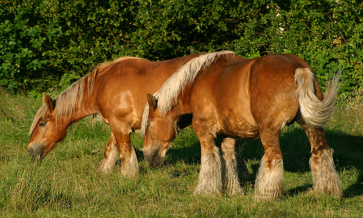 Jutland Draft Horse